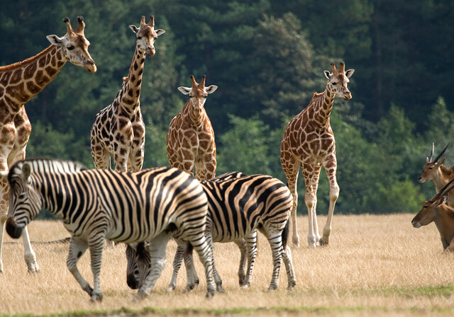Giraffen und Zebras laufen durch Knuthenborg Safaripark in Dänemark